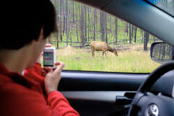 Overlooking an Elk at Whistlers Campground