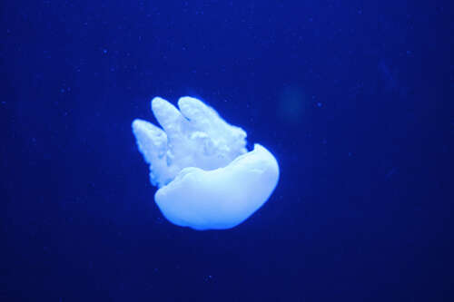 Jellyfish